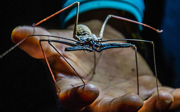 Araña escorpión en la selva del Amazonas en Perú 