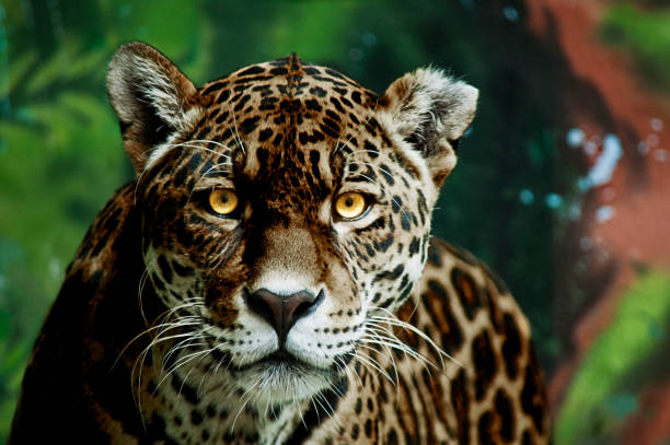 Jaguar en la selva del amazonas en Perú