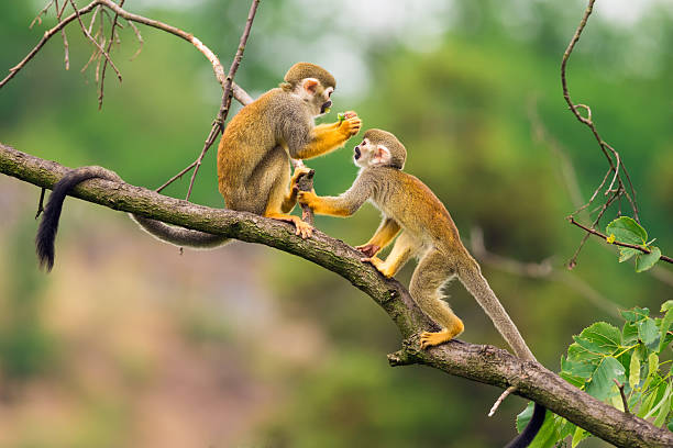 Mono ardilla en la selva del Amazonas en Perú