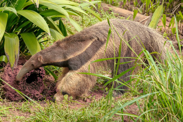 Oso hormiguero en la selva del Amazonas en Perú