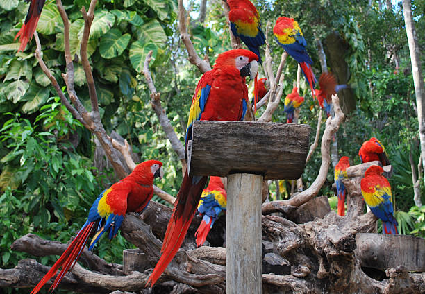 Avistamiento de Papagayos en El Amazonas