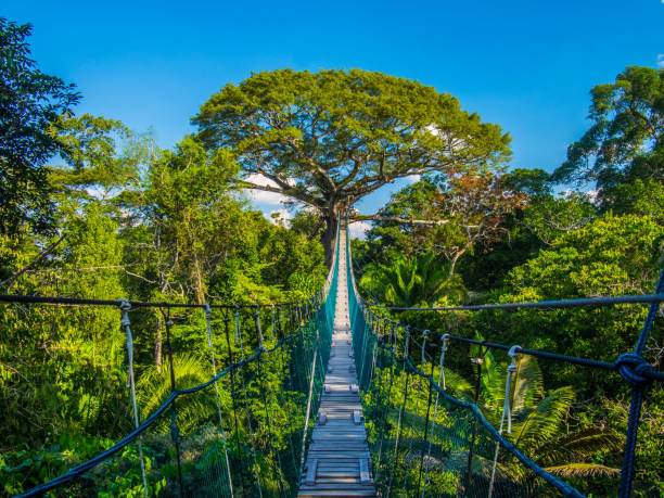 Puente a arbol de La selva del Amazonas en Perú