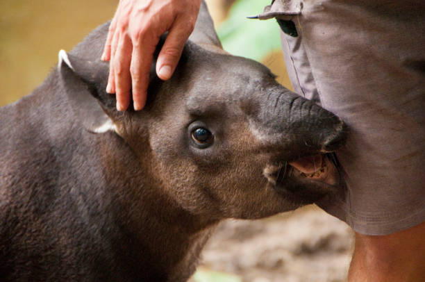 Tapir en la selva del Amazonas en Perú