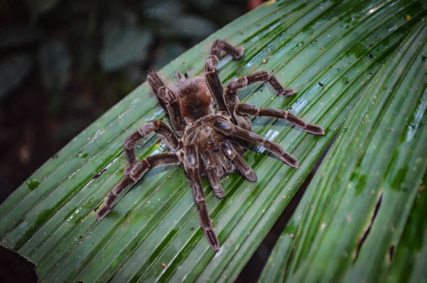 Tarantula en el Amazonas en Perú