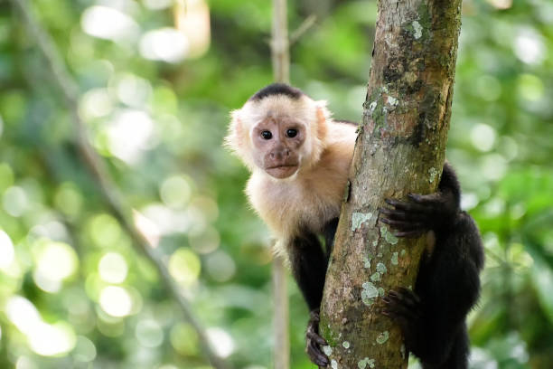 Mono cappuccino en la isla mono en Perú